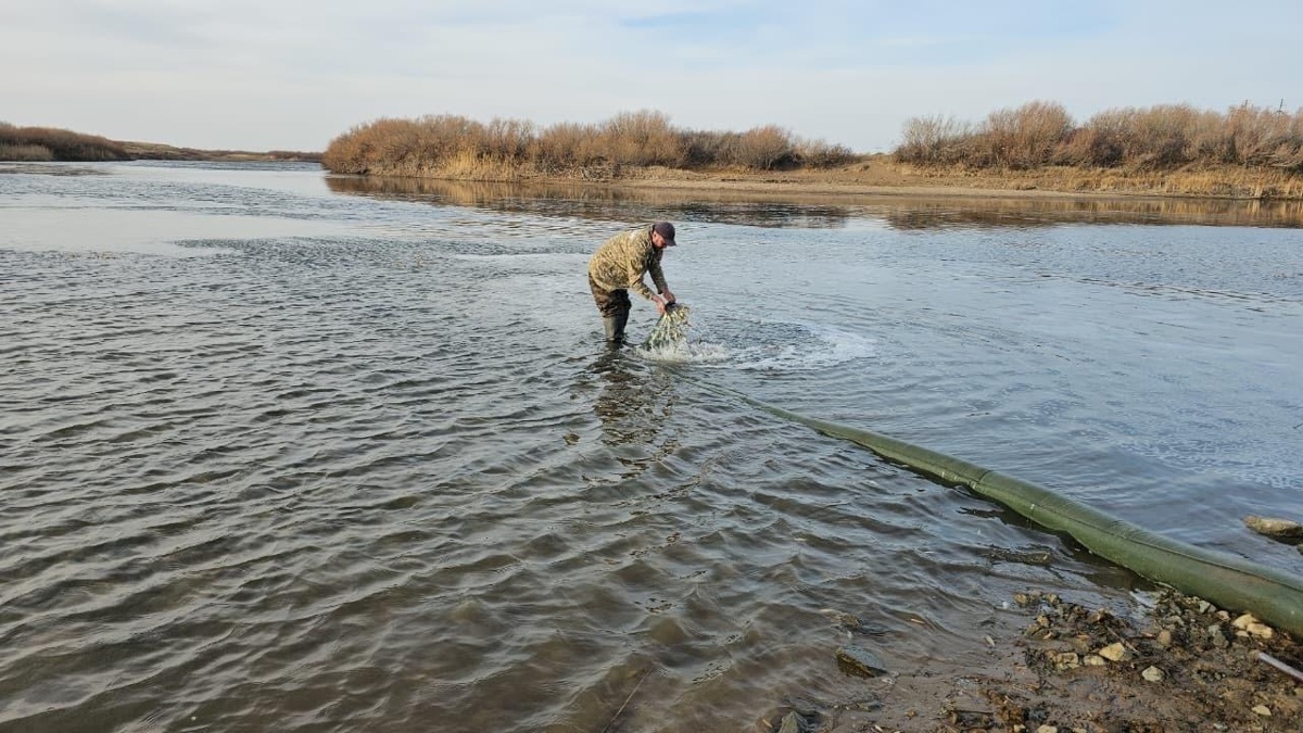 100 тысяч сеголетков карпа выпустили в реку Селеты