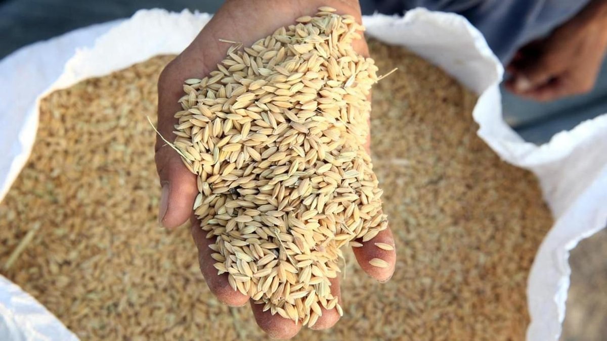 Два миллиона тонн зерна экспортировал Казахстан за месяц