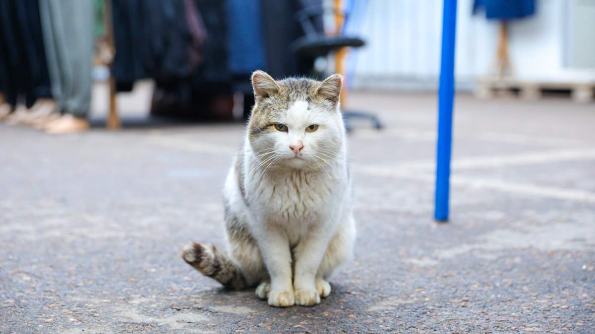 Жительница Мангистауской области скончалась от бешенства после укуса бродячей кошки