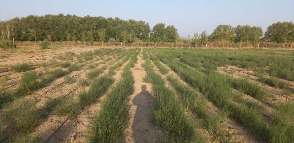 Инвестиции в лесное хозяйство Казахстана выросли в восемь раз