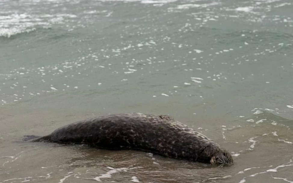 Число погибших тюленей на побережье в Мангистау достигло 112