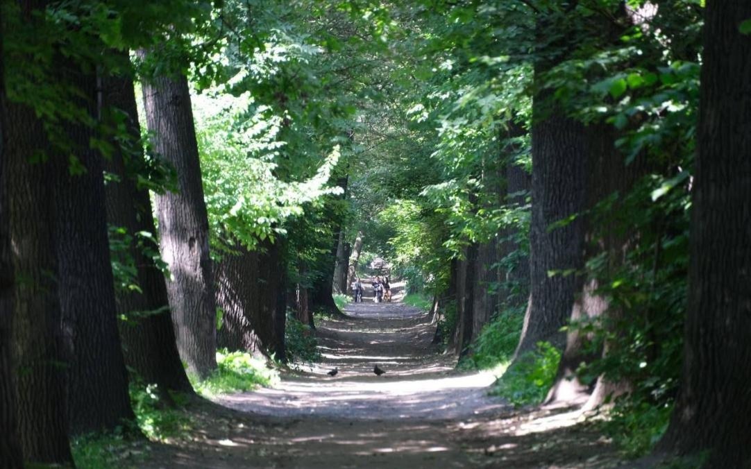 В Алматы сохранят природный облик рощи Баума при благоустройстве территории