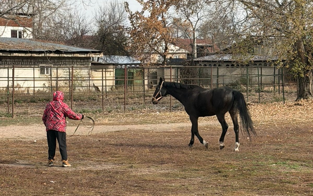 В Алматы решен вопрос размещения лошадей на зимний период