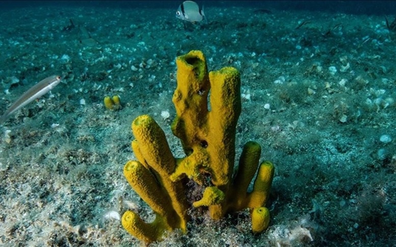 Морская добыча полезных ископаемых может нарушить пищевую цепочку — ученые