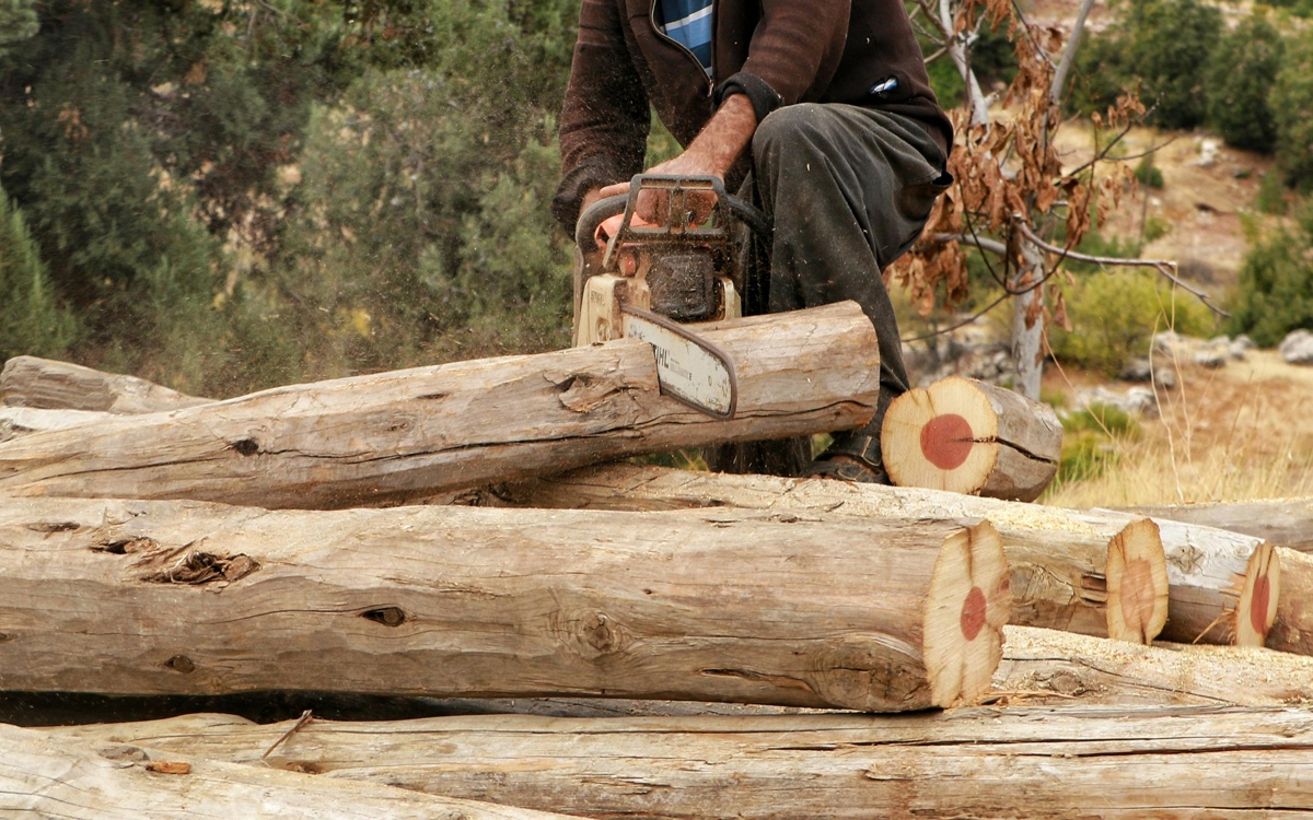 Жителя Акмолинской области оштрафовали за незаконную вырубку леса