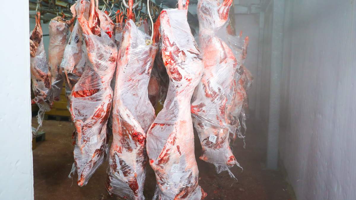 Деликатес степей: чем ценится мясо сайгака