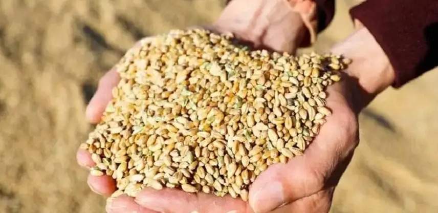 Зерно нового урожая почти на 6 млн тенге украли в Акмолинской области