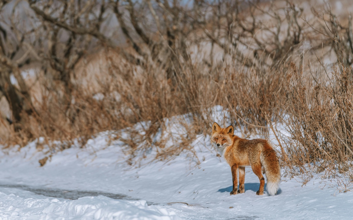 Диких лис заметили в населенных пунктах Костанайской области