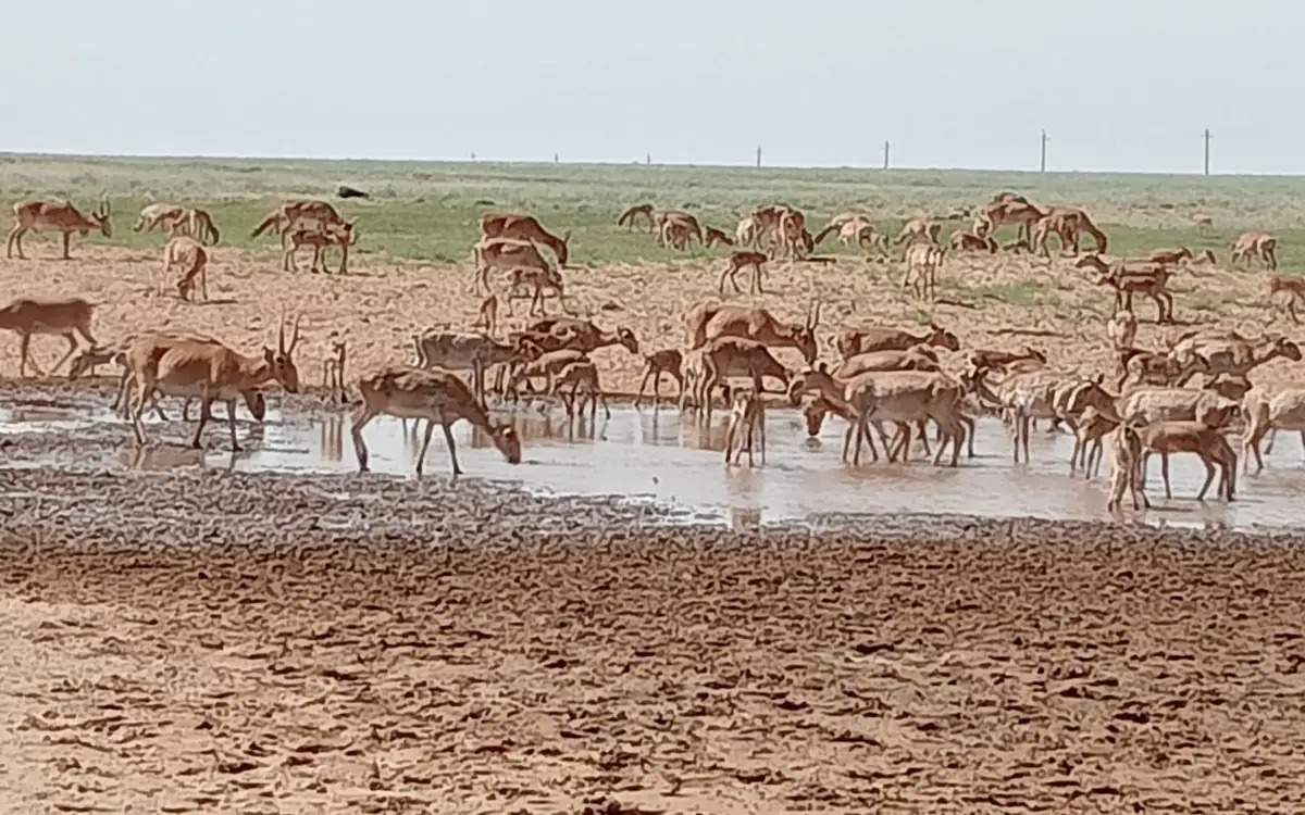В ЗКО отловлено около 85 тысяч сайгаков