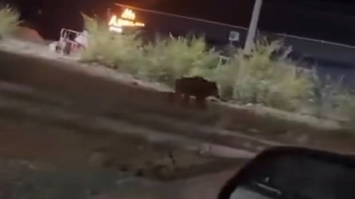 Дикий кабан забежал на окраину города в Костанайской области