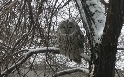 Аист взял отпуск — роддом в Усть-Каменогорске под присмотром совы