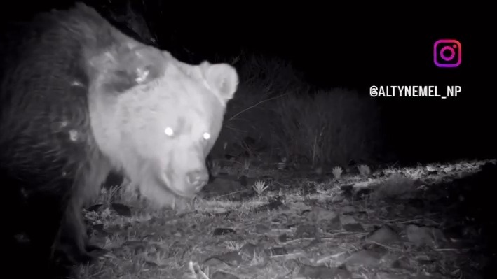Редкого бурого медведя зафиксировали в нацпарке «Алтын-Емель»