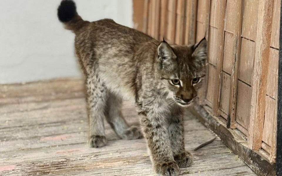 В области Абай детеныш рыси пришел к людям за помощью