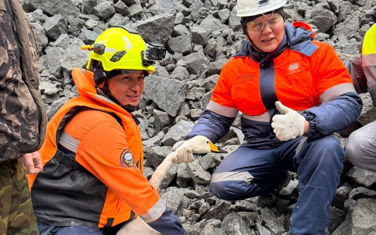 Отставшего от стаи лебедя спасли в Акмолинской области