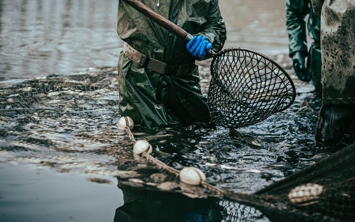 В ВКО запретили ловить сиговые виды рыб