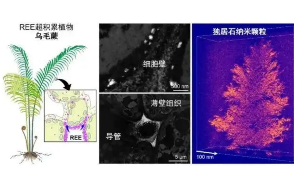 Китайские ученые впервые обнаружили редкоземельную минерализацию в растениях