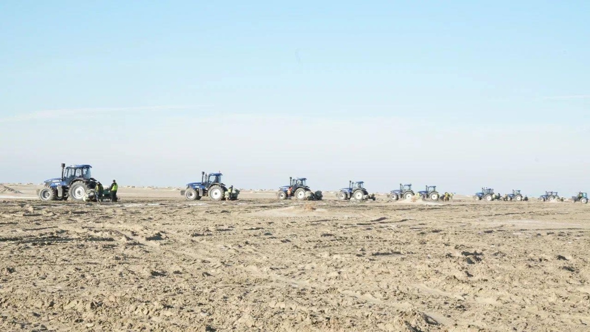 Началась осенняя посадка саксаула на дне Аральского моря