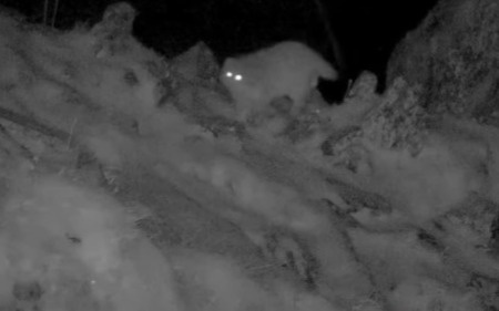 Редкий манул попал в объектив фотоловушки в ВКО