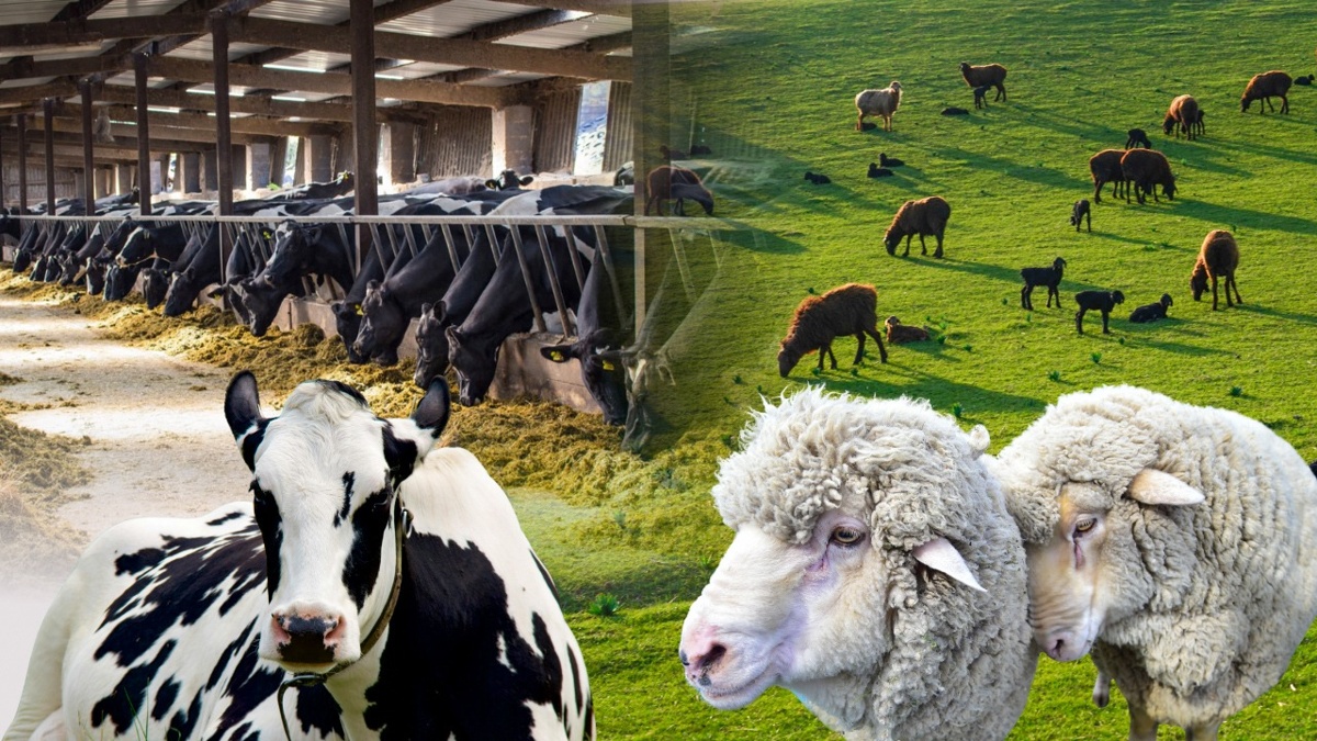 В Казахстане до сих пор не налажен учет сельхозскота