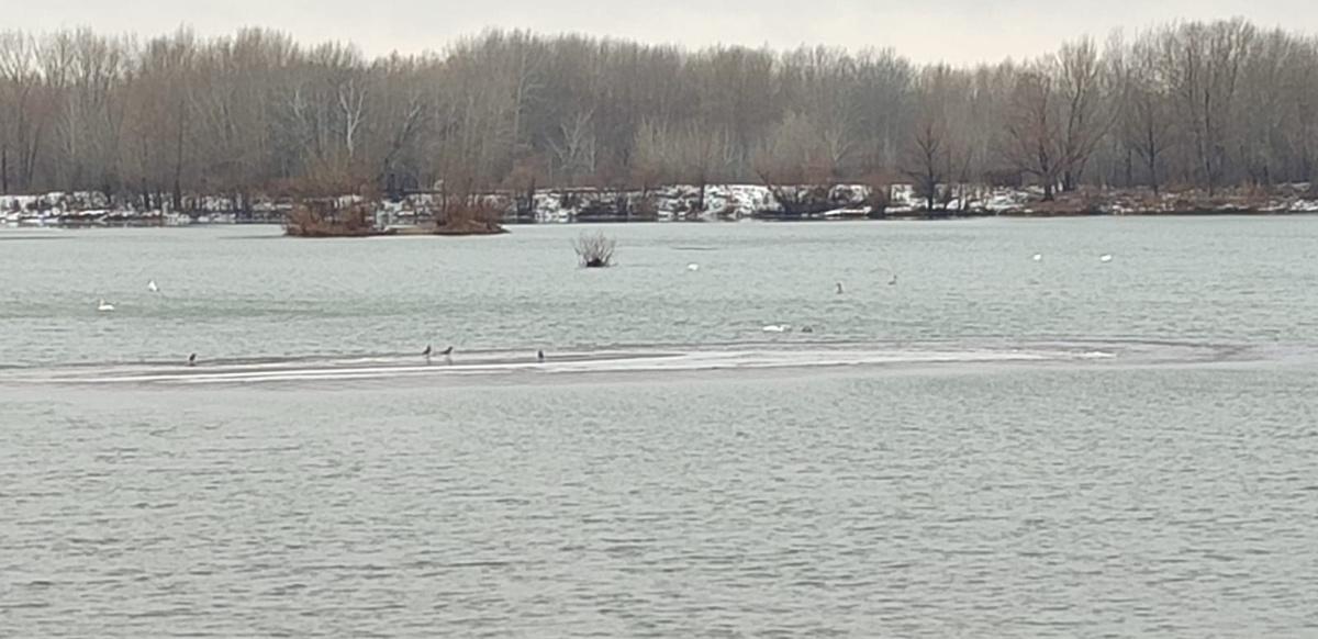 Зимовка на Усолке: лебеди выбрали Павлодар вместо теплых стран