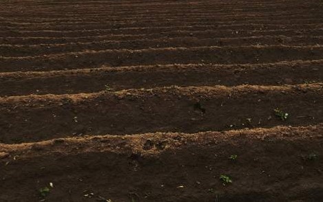 Запас влаги в почве превышает норму в СКО