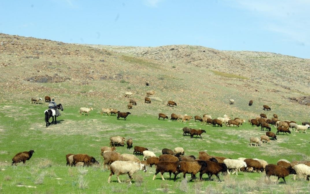 Земельные участки, числящиеся за умершими собственниками, выявлены в Жамбылской области