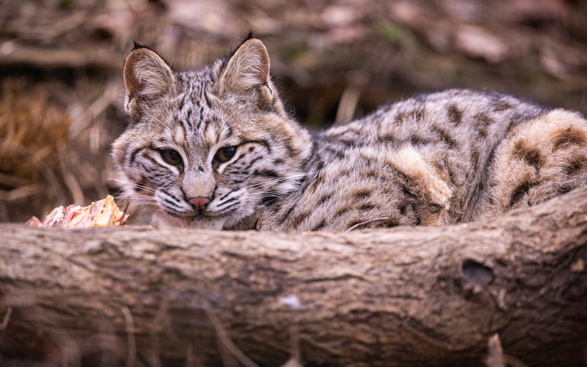 Диких кошек, оказавшихся на грани вымирания, хотят вернуть в Англию