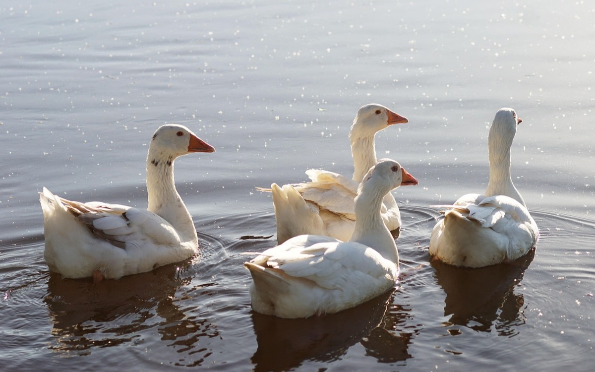 В СКО в селе Шаховское погибли около 7 тысяч птиц