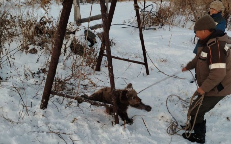 Местные жители поймали медвежонка в селе под Риддером
