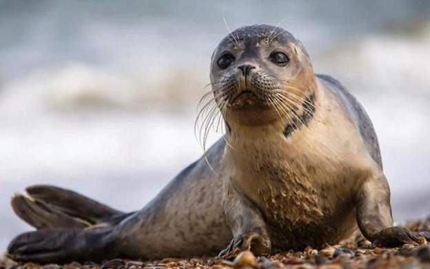 Центр по сохранению Каспийского тюленя открылся в Иране