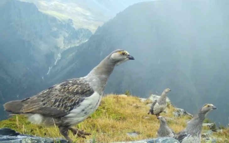 Редкий алтайский улар попал в фотоловушку Катон-Карагайского нацпарка