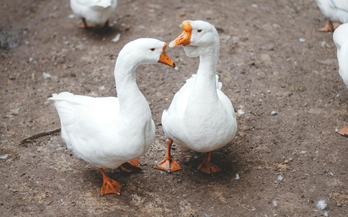 Будет ли компенсация за погибшую домашнюю птицу в СКО
