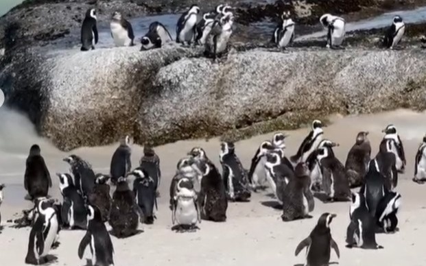 Африканские пингвины массово гибнут из-за нехватки пищи
