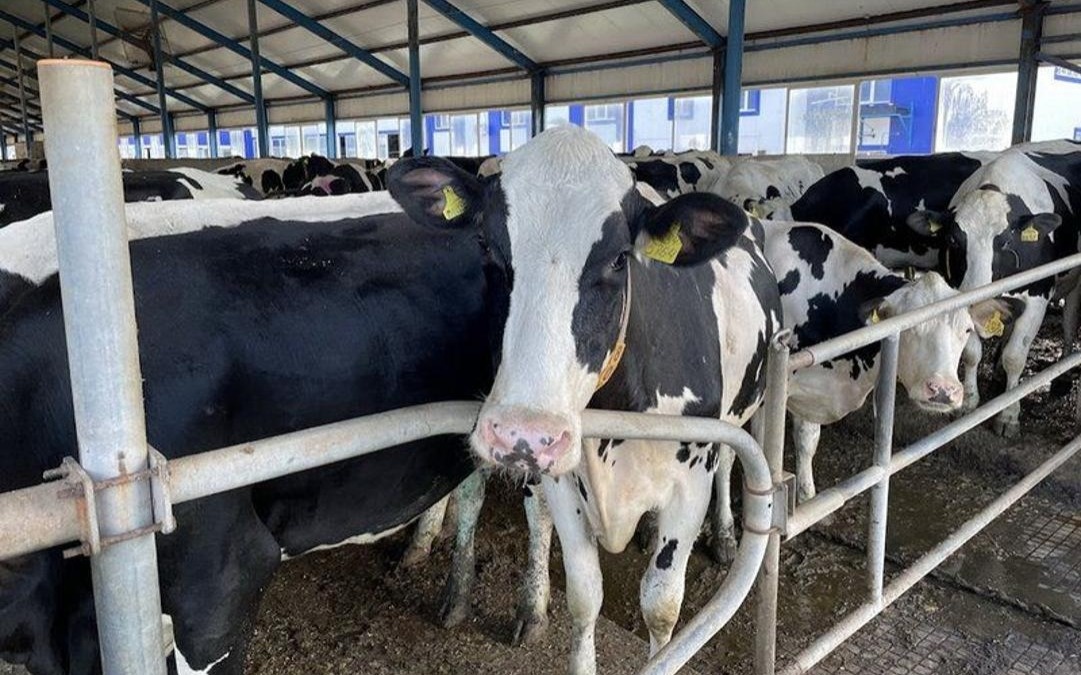 Молочное производство в Костанайской области выросло почти на 10%