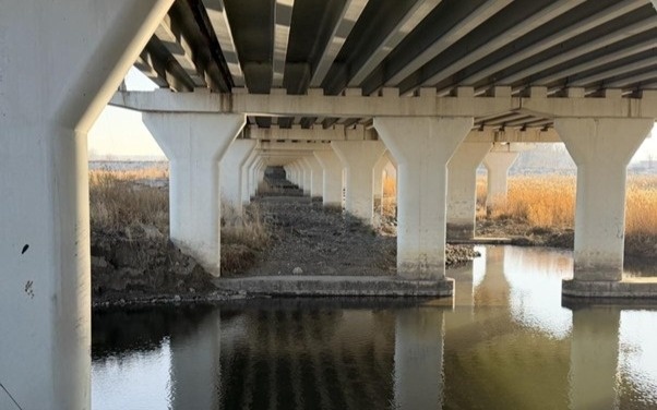 Гуси ходят по руслу Тобола: обмеление угрожает овощеводству Костанайской области