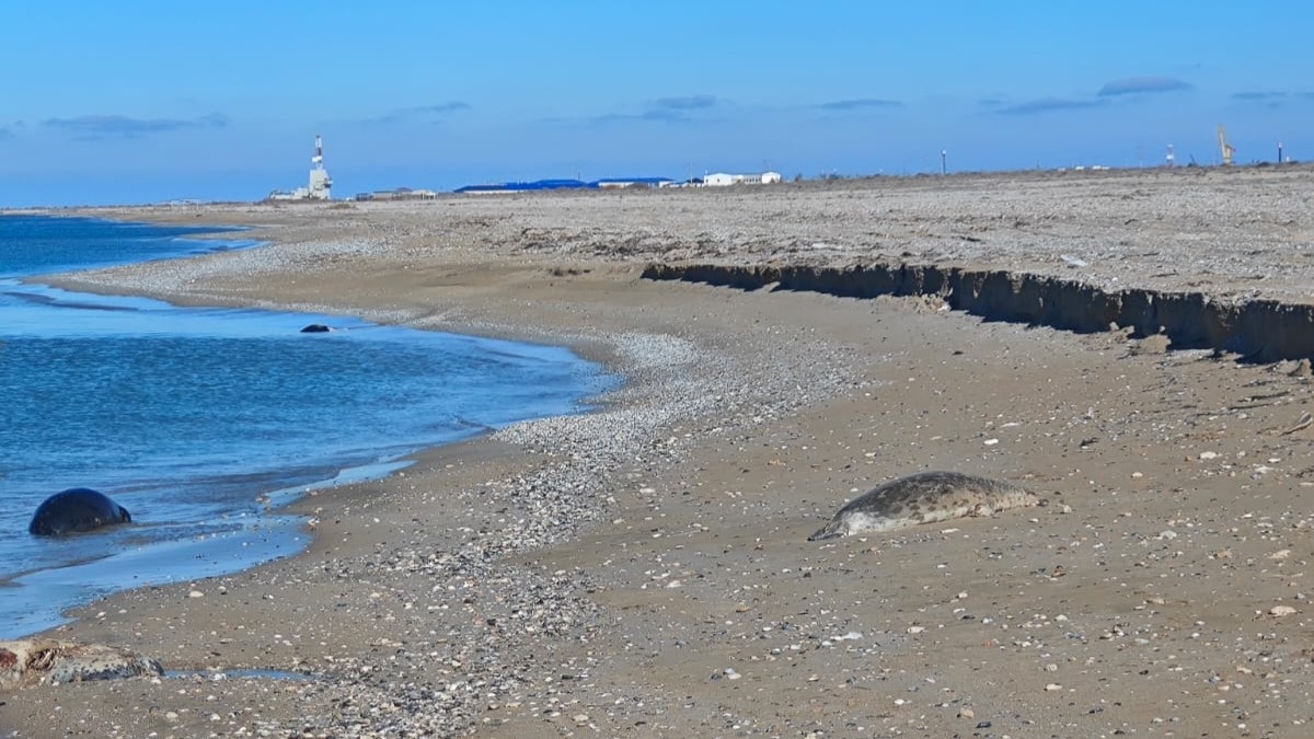 Алгоритм действий при обнаружении туши каспийского тюленя требуют экологи