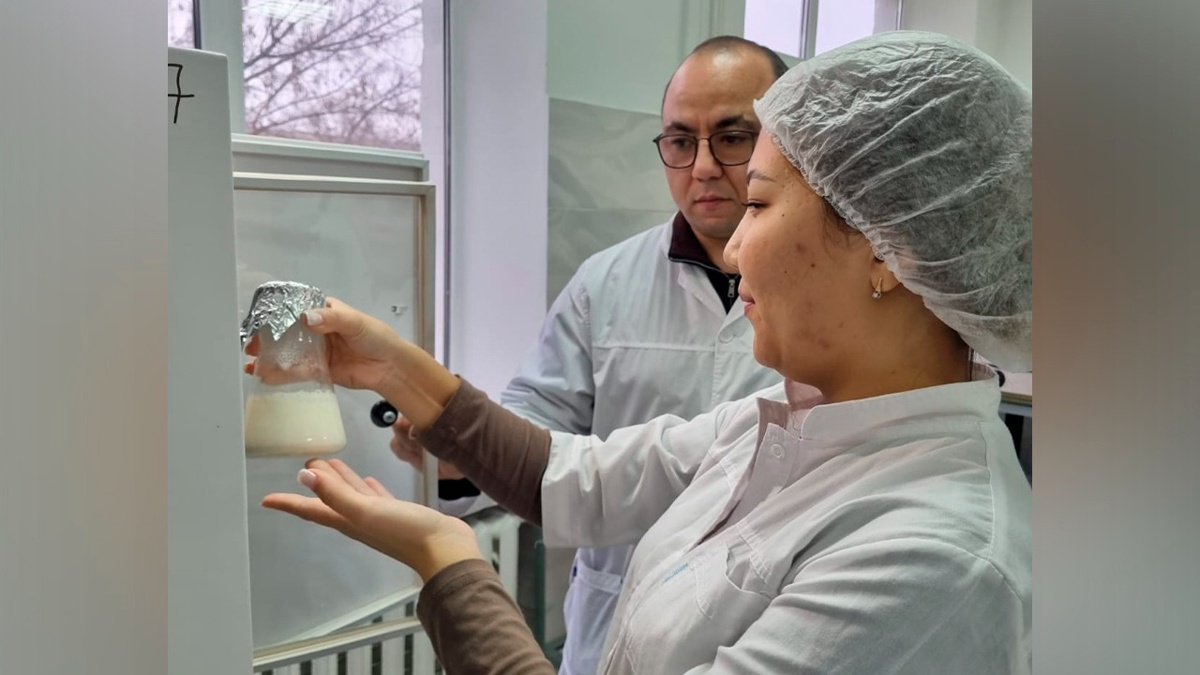 Ученые в ЗКО изготавливают мороженое и йогурт из верблюжьего молока