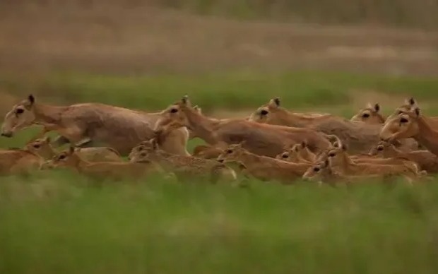 Казахстан вновь будет экспортировать рога сайги
