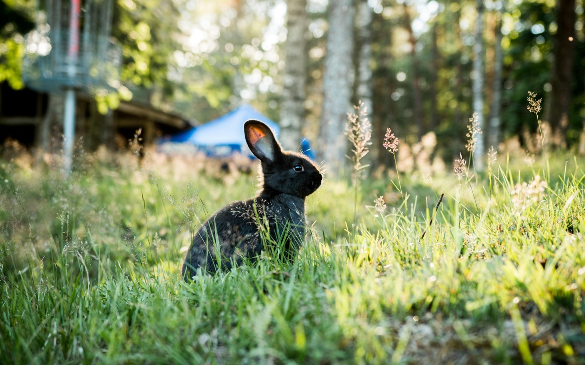 Блогер из Германии с многомиллионной аудиторией лишилась подписчиков из-за кроликов