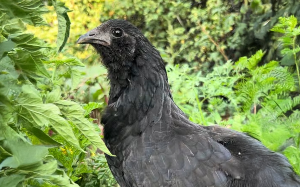 Больше протеина, цинка и железа: студенты из Талдыкоргана вывели новый вид кур