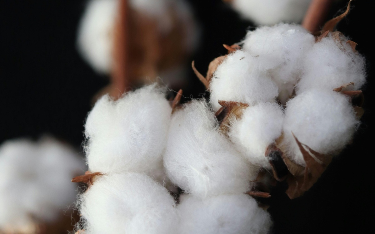 Аграрии добиваются прозрачного ценообразования на хлопок в Туркестанской области