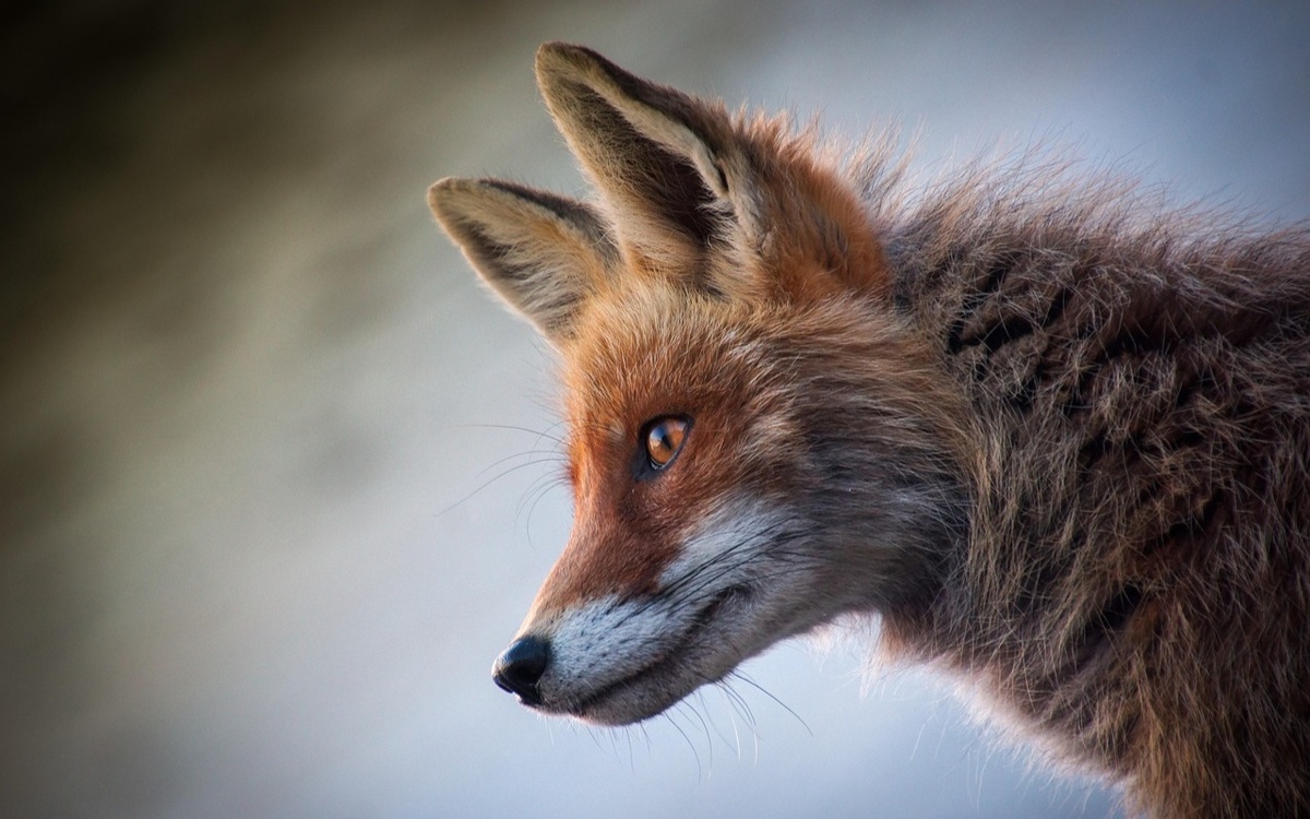 Ограничение введено из-за бешеной лисы в одном из сел Акмолинской области