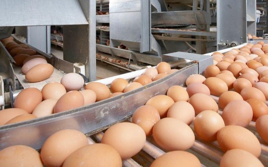 Казахстан ввел временный запрет на импорт яиц