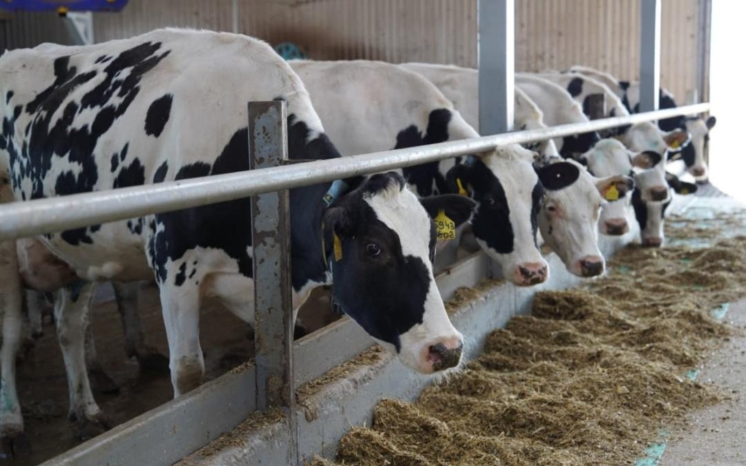 Число очагов заболеваний животных значительно снизилось в Казахстане