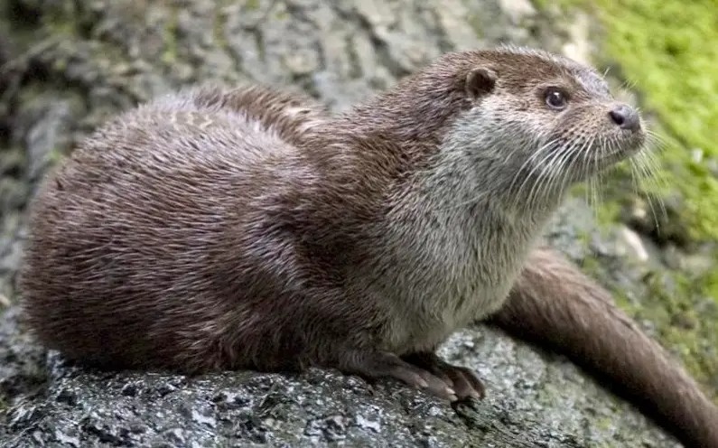 Особь среднеазиатской выдры обнаружили в Кыргызстане