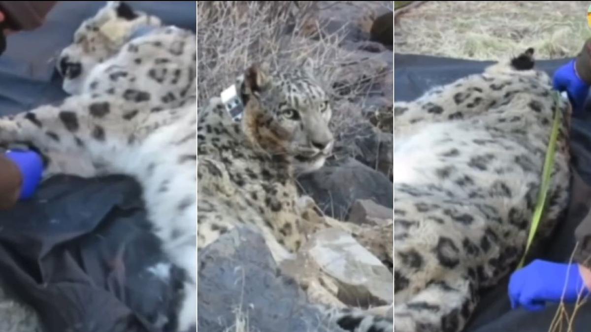 Снежного барса оснастили GPS-ошейником в «Алтын-Эмеле»