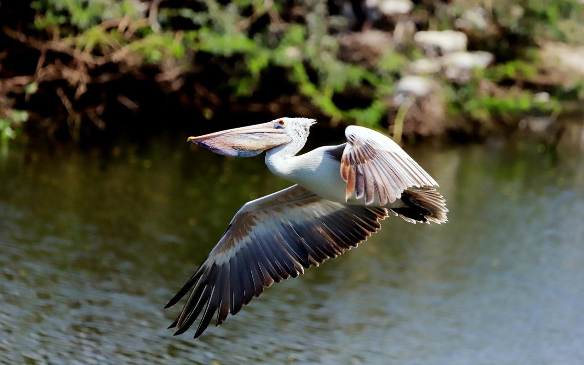 В зоопарке Лейпцига из-за птичьего гриппа уничтожили всех пеликанов