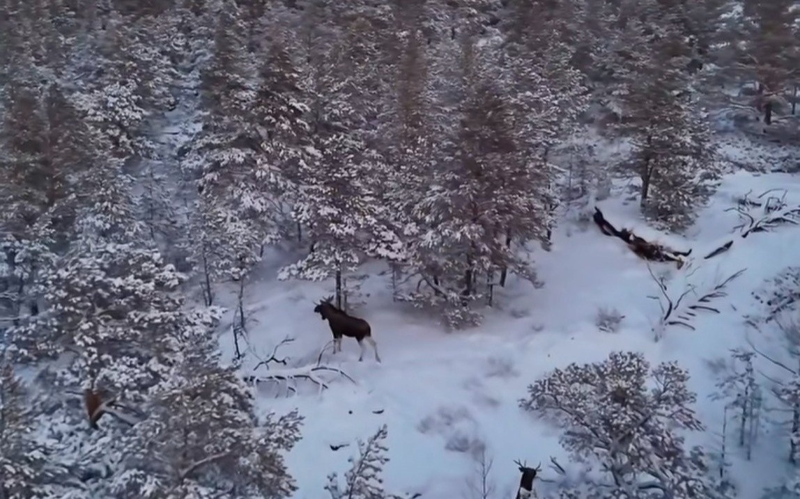 Свободно пасущиеся лоси в лесах Баянаула попали на видео