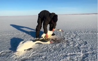 В Павлодаре сельский житель спас двух лебедей, оставшихся в сильный мороз