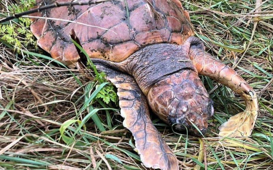 Впервые за почти 100 лет: у побережья Швеции зафиксировали рост числа морских черепах